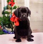 Услуги объявление но. 1185389: Чистопородные щенки Лабрадора РКФ от чемпионов России.
