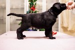 Услуги объявление но. 1185389: Чистопородные щенки Лабрадора РКФ от чемпионов России.