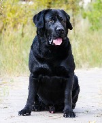 Услуги объявление но. 1185389: Чистопородные щенки Лабрадора РКФ от чемпионов России.