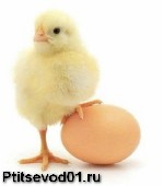 ИНКУБАТОР пгт. Энем на ГАГАРИНА.
Ведёт запись на суточный молодняк разных пород.:
ЦЫПЛЯТА:
-МЯСНОГО НАПРАВЛЕНИЯ-
Бройлер (КОББ-500), (РОСС-308);
-ЯИЧНОГО НАПРАВЛЕНИЯ-
-Несушки-курочки (ЛОМАН-БРА ...