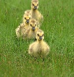 Разное объявление но. 1204579: Цыплята, индюшата, цесарята, утята, гусята, муларды