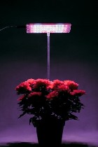 Растения объявление но. 1235991: Распродажа "Чистон-Фито"