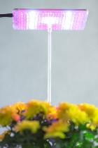 Растения объявление но. 1235991: Распродажа "Чистон-Фито"