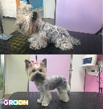 Услуги объявление но. 1240861: Стрижка собак и кошек в салоне.