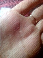 Строительные материалы объявление но. 1241860: Сеточки от ос и птиц для винограда