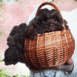 Услуги объявление но. 1242685: Мальчик Болонка