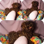 Услуги объявление но. 1242685: Мальчик Болонка