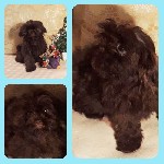 Услуги объявление но. 1242685: Мальчик Болонка