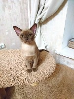 Кошки, котята объявление но. 1244869: Ласковые котята европейской бурмы