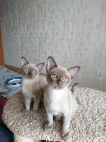 Кошки, котята объявление но. 1244869: Ласковые котята европейской бурмы