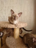 Кошки, котята объявление но. 1244869: Ласковые котята европейской бурмы