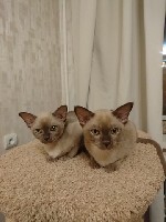 Кошки, котята объявление но. 1244869: Ласковые котята европейской бурмы
