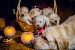 Услуги объявление но. 1246916: Щенки лабрадора палевого окраса
