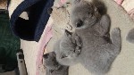Кошки, котята объявление но. 1259132: Продажа шотландских котят