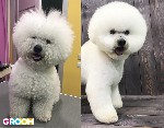 Сеть зоосалонов GROOM - это команда профессиональных мастеров своего дело, мы оказываем помощь хозяевам собак и кошек, в должном уходе за их питомцами.
GROOM это:
- мастера с опытом
- профессиональ ...