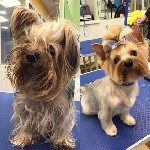 Услуги ветеринара объявление но. 1261854: Предлагаем стрижку собак и кошек в салоне Groom