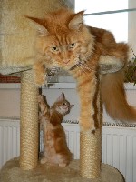 Малыши ( мальчики - "Рыжики") с полным пакетом документов, привиты по возрасту, отлично социализированы (домашнее содержание), научены всем кошачьим премудростям. Малыши дружелюбны и ласковы. ...