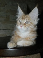 Кошки, котята объявление но. 1263384: Клубные котята мейн-кун из зарегистрированного питомника по системе WCF