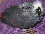 Разное объявление но. 1263661: Жако птенцы выкормыши говорящие от заводчика