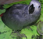 Разное объявление но. 1263661: Жако птенцы выкормыши говорящие от заводчика