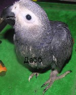 Разное объявление но. 1263661: Жако птенцы выкормыши говорящие от заводчика