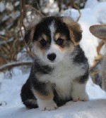 Собаки, щенки объявление но. 1265031: Щенки Вельш Корги Пемброк