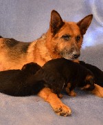 Собаки, щенки объявление но. 1277207: Щенки немецкой овчарки от Чемпионов, г.Клин