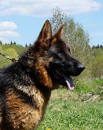 Собаки, щенки объявление но. 1277207: Щенки немецкой овчарки от Чемпионов, г.Клин