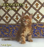 Услуги объявление но. 1281060: Котёнок мейн кун красный. Шоу класс. Из питомника