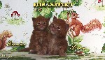 Услуги объявление но. 1281060: Котёнок мейн кун красный. Шоу класс. Из питомника
