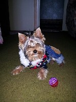 Собаки, щенки объявление но. 1282640: Продам щенков йорширского терьера