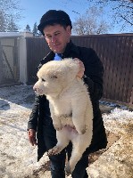 Продаются щенки алабая от чемпионов России (щенки среднеазиатской овчарки).
Питомник АЛАБАЙ 62 в Рязанской области постоянно участвует в выставках.
Завоевываем первые места. 

Для заказа щенка обр ...