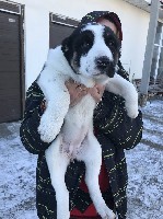 Услуги объявление но. 1287919: Продажа щенков алабая от чемпионов России