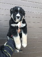 Услуги объявление но. 1287919: Продажа щенков алабая от чемпионов России