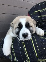 Услуги объявление но. 1287919: Продажа щенков алабая от чемпионов России