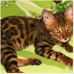 Продаются клубные, породистые бенгальские котята с отличной родословной. Зарегестрированы в системе ICU. 
Котята яркие с крупными закрытыми розетками. Привитые. Со всеми документами.
В разведение, в ...