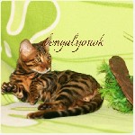 Кошки, котята объявление но. 1318993: Продажа бенгальских котят