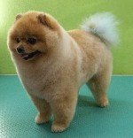 Разное объявление но. 1329494: Зоомагазин и парикмахерская