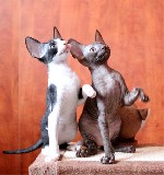 Кошки, котята объявление но. 1331118: Кудрявые котята Корниш рекс
