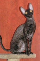 Кошки, котята объявление но. 1331118: Кудрявые котята Корниш рекс