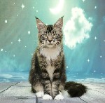 Кошки, котята объявление но. 1344609: Котята породы мейн-кун