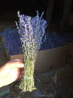 Продам крупные пучки сухой лаванды , цвет лаванды . Высылаю почтой и транспортными кампаниями из Крыма . Высота пучка 25-30 см , вес не менее 50 грамм в сухом виде , веточек в пучке 200-250 штук ...