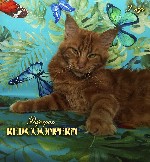 Открыты для резервирования котята мейн кун - уникального темного красного окраса. В окрасе отсутствуют белые пятна, белые участки шерсти, белые шерстинки и прочие признаки брака! Для Вас - лучшие котя ...