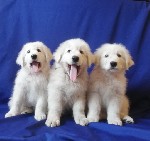 Продаются очаровательные щенки ПИТОМНИКА МАРАО-ХАУС маремма абруцкой овчарки 17 мая 2018 года рождения. Эта порода аборигенная не склонна к генетическим заболеваниям хороший охранник, замечательный др ...