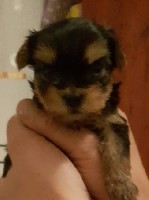 Собаки, щенки объявление но. 1369840: Продаются щенки Йоркширского терьера с родословной