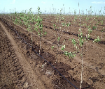 Куплю, продам бизнес объявление но. 1373370: Продам сельскохозяйственную землю 1500 гектар