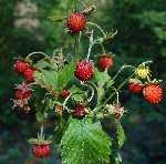 Купить оптом с земляникой маска - желе для лица для косметического ухода за любой кожей можно в магазине Мыло-Опт в разделе (Маски для лица, скрабы, сухоцветы) также в этом разделе вы найдете множеств ...