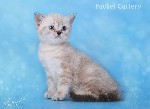 Кошки, котята объявление но. 1400320: British shorthair