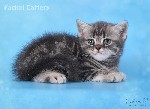 Кошки, котята объявление но. 1400320: British shorthair