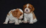 Породные, выставочные щенки кавалер кинг чарльз спаниель. Мальчики и девочки окрас бленхейм . Привиты по возрасту, международный вет паспорт, родословная. Прикус в норме, породная голова. Щенки для ра ...
